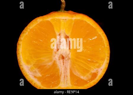 In der Hälfte Clementine (Citrus × Clementina) Schließen sich gegen einen schwarzen Hintergrund. Traditionelle Weihnachten Essen. Stockfoto
