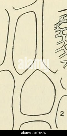 . Beiträge aus der New York Botanical Garden. Pflanzen. [Aus dem Bulletin der thb Torrey Botanical Club, 40: 687-690. 6 J 1914.] Neue Farne aus dem tropischen Amerika - ich Margaret Slosson (mit Platte 26) ia" Trichomanes rhipidophyllum Slosson, sp. nov. Rhizom kriecht, ca. 5 mm im Durchmesser, dick Tomentose; Stengel, Braun und Tomentose innerhalb von ungefähr 1 mm. Der lamina, dann grün, leicht behaart, und geflügelte durch die schmal und abrupt decurrent Basis der Lamina, in fruchtbaren Wedel 5-7 mm lang, in sterilen 1,5-3 mm. lang; Laminae leuchtendes helles Grün, zart papyraceous, die fruchtbare 0. Stockfoto