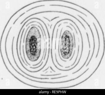 . Beiträge der botanischen Labor, Bd. 2. Botanik; Botanik. . Bitte beachten Sie, dass diese Bilder sind von der gescannten Seite Bilder, die digital für die Lesbarkeit verbessert haben mögen - Färbung und Aussehen dieser Abbildungen können nicht perfekt dem Original ähneln. extrahiert. Universität von Pennsylvania. Botanisches Labor. Philadelphia: Universität von Pennsylvania drücken Sie Stockfoto