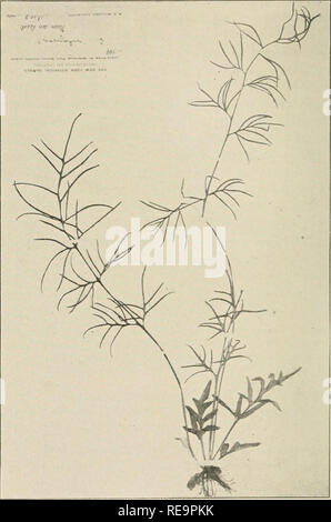 Botanic Rnm Diese Sammlung wissenschaftlicher Arbeiten des Dritten Internationalen ...