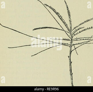 . Beiträge aus der New York Botanical Garden. Pflanzen. 252 DIE PFLANZENWELT ing Herrlichkeit, können innerhalb dieser Gruppe enthalten sein. Der Stamm des Baumes scheint nicht durch die aufeinanderfolgenden und progressive Aktivität eines gesonderten Kambium Schicht als in gewöhnlichen Hart-holz Bäume gebildet werden, aber der ist eine krautige Typ, und ein neues Kambium gebildet wird jedes Jahr außerhalb der Bast, die nur erträgt während der Jahreszeit, in der sie gebildet wird. Der gesamte Stamm ist in der Regel weich, reich an Wasser und Lagerung Material, während der äußere Schichten einschließlich der Rinde sind saftig und reich an Chlor-Phyl. Die Blätter ein Stockfoto