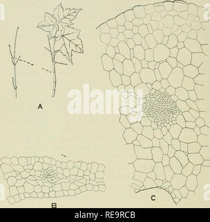 . Beiträge aus der New York Botanical Garden. Pflanzen. 506 MacDougal: Einige Korrelationen der Blätter auf den ersten Internodium, aber ihre Länge, Breite und Dicke war wie die übertriebenen Erweiterung vor, wenn Com-Korrespondent Strukturen auf normalen Niederlassungen pared zur Kenntnis zu geben. Weitere - mehr, drei Paare des nebenblattes waren anwesend auf normalen Zweigen und zehn. Abb. 2. A, Acer, normal und Äste entlaubt. Die gepunktete Linie zeigt die Grundlagen für neues Wachstum. H, Frunus; Querschnitt der normalen Nebenblatt. (Z, Primus; Querschnitt nebenblatt von Delaminierten Blatt. B und C werden gezogen, um zu Sam Stockfoto