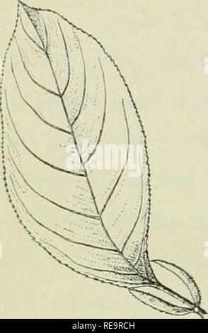 . Beiträge aus der New York Botanical Garden. Pflanzen. 504 MacDougal: Einige Zusammenhänge der Blätter durch die Bildung von neuen bei Orte näher an der Basis des Blattes - Blades gefolgt. * Es ist daher offensichtlich, dass die epipodium oder laminar Teil des Blattes, in der Lage ist, die unterschiedlichsten correla positive Reaktionen nach der Struktur und adaptive, oder Sekundär-Funktionen, die es erworben hat. Der Mangel an Homogenität in den Fakten zur Hand schlug vor, dass die Wiederholung der Einige der experimentellen Tests mit zusätzlichen Arten Ergebnisse der Wert führen könnte. Zu diesem Zweck hat der Autor eine Reihe Stockfoto