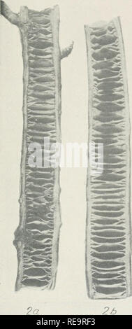 . Beiträge der botanischen Labor der Universität von Pennsylvania. Pflanzen, Pflanzen-- Pennsylvania. Vol. II, VIII. Bot. Contrib. Univ. Pcnn.. Bitte beachten Sie, dass diese Bilder sind von der gescannten Seite Bilder, die digital für die Lesbarkeit verbessert haben mögen - Färbung und Aussehen dieser Abbildungen können nicht perfekt dem Original ähneln. extrahiert. Universität von Pennsylvania. Botanisches Labor. Philadelphia: Universität von Pennsylvania drücken Sie Stockfoto