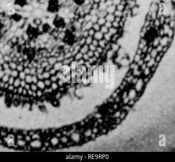 . Beiträge der botanischen Labor, Bd. 1. Botanik; Botanik. ^3 v&amp;'' 4. ';''. Abb. 3-Ich" "t. , % "V" v t^^^: AmPHICARP SCHIVKLY AUF A.. Bitte beachten Sie, dass diese Bilder sind von der gescannten Seite Bilder, die digital für die Lesbarkeit verbessert haben mögen - Färbung und Aussehen dieser Abbildungen können nicht perfekt dem Original ähneln. extrahiert. Universität von Pennsylvania. Botanisches Labor. Philadelphia: Universität von Pennsylvania drücken Sie Stockfoto