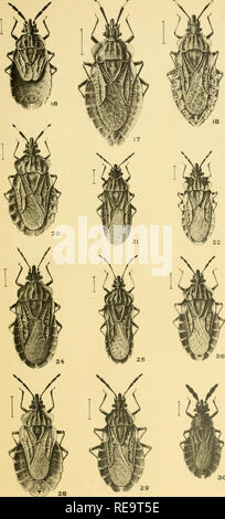 . Aradidae Dysodiidae ich. Hemiptera; Aradidae. Ð ÐÐ ÐÐÐ § ÐÐÐÐ. Ð¤Ð°Ð¾ÐµÐµ ÑÐ½Ð°Ð1 Ð' ÐÐ°ÑÐ ÐºÐ¾Ð¼ÑÑ € Ð¿Ð¾Ð"Ññ ÐµÑÑÐºÐ¾ÐºÑÑÐ ÑÐ¶", VI. Ð²ÑÐ¿. 1. Ð¢Ð° Ð±Ð". II, V •*^&gt; V. Bitte beachten Sie, dass diese Bilder sind von der gescannten Seite Bilder, die digital für die Lesbarkeit verbessert haben mögen - Färbung und Aussehen dieser Abbildungen können nicht perfekt dem Original ähneln. extrahiert. Kirichenko, A. N. (Aleksandr Nikolaevich), 1884 -. S.-Peterburg: Spitze. Imp. Akademii nauk Stockfoto