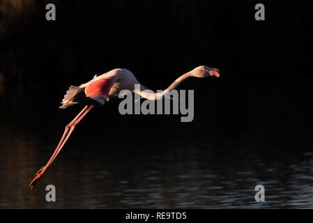 Flamingo im Flug, Camargue, Frankreich Stockfoto