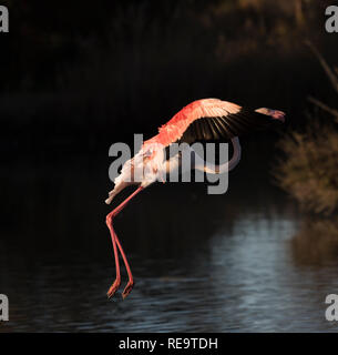 Flamingo im Flug, Camargue, Frankreich Stockfoto