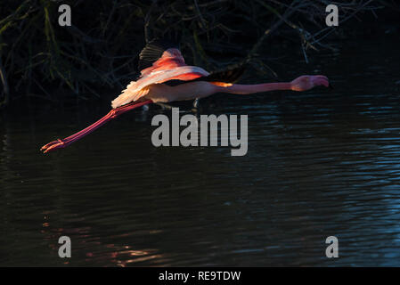 Flamingo im Flug, Camargue, Frankreich Stockfoto