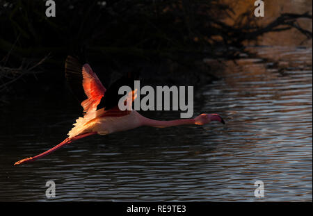 Flamingo im Flug, Camargue, Frankreich Stockfoto