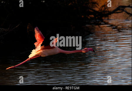 Flamingo im Flug, Camargue, Frankreich Stockfoto