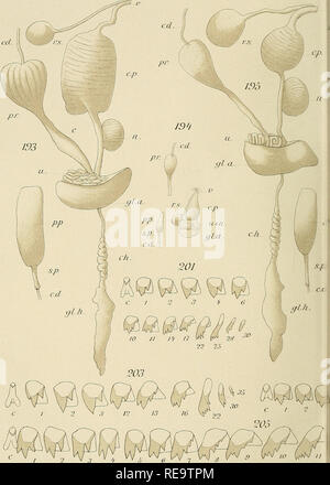 . Beitrag à l'étude des limnées du Lac Léman. Lymnaea; Schnecken; Gastropoden. ReuSuissedeZod. T. 22.191 ¥. W. W. Roszkov Rosxkowèhi dLel. Bitte beachten Sie, dass diese Bilder sind von der gescannten Seite Bilder, die digital für die Lesbarkeit verbessert haben mögen - Färbung und Aussehen dieser Abbildungen können nicht perfekt dem Original ähneln. extrahiert. Roszkowski, Wacaw. Genève: Impr. A. Kündig Stockfoto