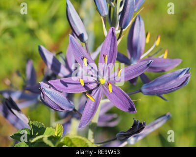 Schönen violetten gemeinsame Schlafplätze (Camassia quamash ssp. breviflora) Blüte im Mai in Nisqually National Wildlife Refuge, WA, USA Stockfoto