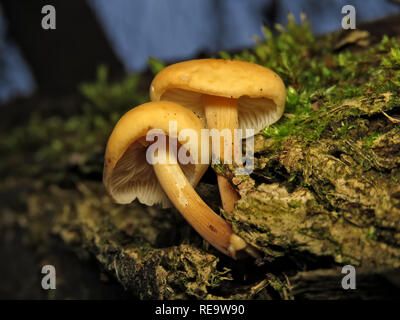 Nicht identifizierte hellbraune Pilze wachsen aus einem verfallenden Holz im US-Bundesstaat Washington Stockfoto