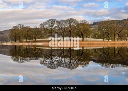 Ein Schwan gleitet über die Spiegelnden Reflexionen von den Bäumen und Schilf auf Esthwaite Water in der Nähe von Ambleside am Morgen einen ruhigen, kalten Winter Stockfoto