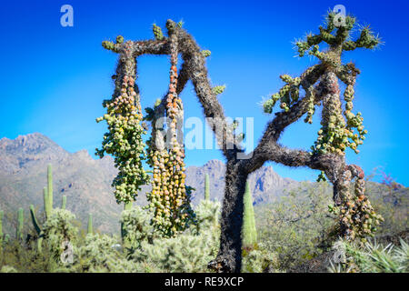 Hängende Kettenfrüchte von Cholla-Kakteen im Sabino Canyon Recreation Area in den Santa Catalina Mountains, Tucson, AZ, USA Stockfoto