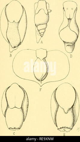 Beitrag A L A C Tude De Gasta C Opisthobranches Ropodes Et En Particulier Des Ca C Phalaspides Opisthobranchia Gasteropodes Opisthobranchks 115 L Rla Ich Iie Nous Verrons Autres Ue