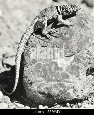 . Der Kontinent wir leben. Physische Geographie; Natural History. ^1. Die Collared Lizard, einer der gewöhnlichen Dent ariden Great Basin, oft Grundlagen auf Felsen. der Saug-, Druck-, ermöglicht sehr hohe Pflanzen Wasser in große Höhen zu heben. Die Wurzeln dieser Pflanzen sind saugfähig, ihre Spitzen porös. In der Wüste Pflanzen, auf der anderen Seite Bedingungen sind umgekehrt, dass die Verdunstung aus der Anlage über dem Boden ist weder erforderlich noch möglich, wenn die Anlage in solchen trockene Luft zu überleben. Daher alle Wüste Pflanzen sind aus robustem, wasserdichten Skins eingehüllt, oft mit undurchlässigem Wachsschichten versehen und Stockfoto