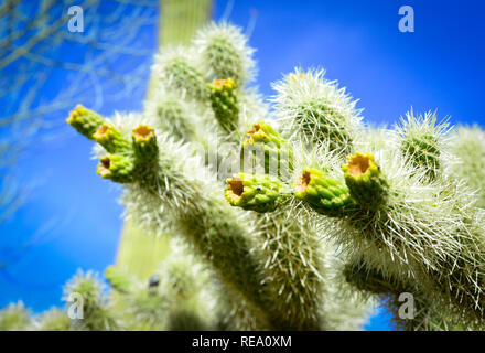 7/8 der Frucht auf der Cholla Cactus mit Spitzen gegen den blauen Himmel Stockfoto