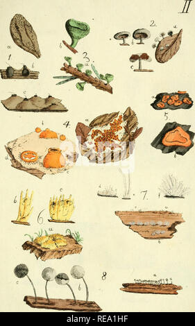 . Conspectus fungorum in Lusatiae Superioris agro Niskiensi crescentium