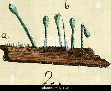 . Conspectus fungorum in Lusatiae Superioris agro Niskiensi crescentium, e methodo Persooniana. Pilze -- Deutschland die Lausitz. I Bitte beachten Sie, dass diese Bilder sind von der gescannten Seite Bilder, die digital für die Lesbarkeit verbessert haben mögen - Färbung und Aussehen dieser Abbildungen können nicht perfekt dem Original ähneln. extrahiert. Albertini, Johann Baptist von, 1769-1831; Schweinitz, Lewis, David von, 1780-1834. Lipsiae: Sumtibus Kummerianis Stockfoto