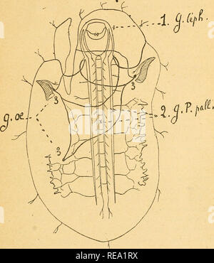 . Nouvelles Considérations sur les affinités réciproques des Mollusques gastéropodes. Gastropoda; Weichtiere. masse nerveuse veiUrale et (jiie ces Nerfs se prolongeaient dans les Lappen supérieurs ilu Manteau. 3. Q.. Tanne,. '.". Ensemble du système nerveux de l'Halibtis vu par la Face dorsale. 1. G. Céph., R'iani^' Lions céplialiquos el s'omalogaslriques. "Ich. (1. /'. Pctil., rianslions podieux cl palli "Aux. 3. (J. (IE. Cianylions siis - inleslinal. suiis - iiilesUnal ol. wniliil. Eu réalité, Sanf sur quelques Points secondaires Intéressants, Mais pour le Sujet qui nous occupe, Le système nerveux du Parmo Stockfoto