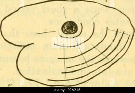 . Beiträge zu den kanadischen Biologie. Marine Biologie; Natural History. . Bitte beachten Sie, dass diese Bilder sind von der gescannten Seite Bilder, die digital für die Lesbarkeit verbessert haben mögen - Färbung und Aussehen dieser Abbildungen können nicht perfekt dem Original ähneln. extrahiert. Biologische Board von Kanada, Kanada. Marine Biologische Station. Toronto, Biologische Board von Kanada Stockfoto