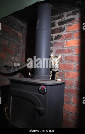 Tabby Kitten auf einen Holzofen Stockfoto