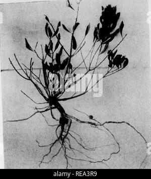 . Beiträge der botanischen Labor, Bd. 4. Botanik; Botanik. Bot. CoHtrib. Univ. Penn. Vol. IV, Platte XC. Abb. 32 M. Bitte beachten Sie, dass diese Bilder sind von der gescannten Seite Bilder, die digital für die Lesbarkeit verbessert haben mögen - Färbung und Aussehen dieser Abbildungen können nicht perfekt dem Original ähneln. extrahiert. Universität von Pennsylvania. Botanisches Labor. Philadelphia: Universität von Pennsylvania drücken Sie Stockfoto