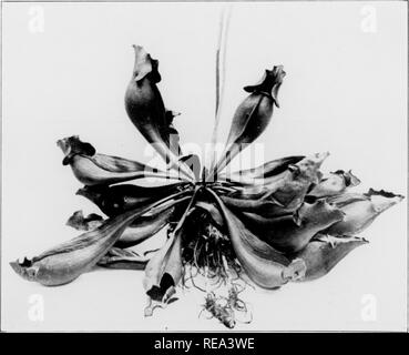 . Beiträge der botanischen Labor, Vol. 11. Botanik; Botanik. V^4 2. Allgemeine Ansicht der größte Teil des Sees. ^ '. 0 "Ich-•'", • V> 3. Sinj^ le}) lant von Savvaceuia purpurea var. stohmifera (j< reatly reduziert) Ende Mav, showin^^ 7 neue Blätter des laufenden Jahres Überwindung 7 noch frisch oder slij^ htlv verwelkte Blätter von j) des Projekts Jahreszeit und ein paar vertrocknete Reste der noch älteren Blättern. Breitesten Durchmesser der Anlage von Krug zu Krug Tipp 29 ins. Zu Gesicht pai e 5^.] c* 4 und den Farbton des tentacular Haare in Blätter des native Sonnentau variieren in der gleichen Weise. Wenn bei t gesehen Stockfoto