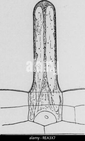 . Beiträge der botanischen Labor, Vol. 11. Botanik; Botanik. 426 Ker I b) Injektionen von NaCl und KCl. Es konnten keine Unterschiede zwischen den Wirkungen von NaCl und KCl vermerkt werden. Die Auswirkungen der naki auf das protoplasma kann am besten durch ein Konto eines typischen Injektion von 1,0 M NaCl dargestellt werden. Eine Pipette gefüllt mit NaCl wurde in der Spitze der root Haar eingefügt, die Spitze der Pipette in das Zytoplasma gerade an dem Punkt, an dem die protoplasmic Stream ihre Richtung umkehrt, Lügen. Wenn ein Betrag von naki entspricht dem Volumen der Zellkern in das Zytoplasma ist es eingeführt. Stockfoto