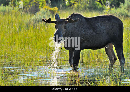 Ein Bull Moose" alces alces", Fütterung auf etwas Wasser Pflanzen in den warmen Frühling Licht in Jasper National Park, Alberta, Kanada. Stockfoto