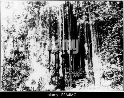 . Beiträge der botanischen Labor, Bd. 7. Botanik; Botanik. (IRorr Ol'IWLMS IN I'. OTANK L (. AKi' liN bei IJi' KXns Aiia: s. Ai; IX ll; "NT ny IHK (,|;Nri'. Ich; Ich: tl' lL' i<s liiimiH.''. Tli! Tl. l. Ich'AI. MS Al a: Ri'ini II Wenn cit llll ri" Listen.. . IAKI> I. Ich'. OTANKO. LIMA. Ich KKI LAiaa: Iic riaa:. /• '/(Us s [>..w I 111 i;< 'i' r. Ich. iKi: A. NtaXi, AI. LIAI. l. i'OTS. Ar.a-sT-1 vorsätzliche zweite Aufnahme. Bitte beachten Sie, dass diese Bilder aus gescannten Seite Bilder, die digital für die Lesbarkeit verbessert haben mögen - Färbung und Aussehen Dieser illustratio extrahiert werden Stockfoto