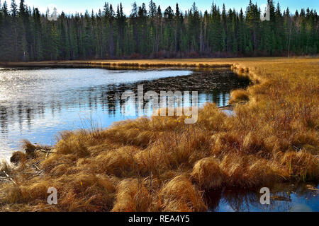 Ein Herbst Landschaft Bild von Maxwell See in Hinton Alberta Kanada Stockfoto