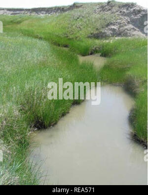. Aquatische Erhebungen und Beurteilung der Slim Buttes Region Harding und Butte CO, SD. Wirbellosen Wassertieren; wirbellosen Wassertieren; Stream Stream Ökologie; Ökologie; Ökologie; Watershed Watershed Ökologie. Abbildung 33. Jones Creek #2 (AES C005) Pool oberhalb der Kreuzung Abbildung 34. Jones Creek #2 (AES COOS) Pools unter der Kreuzung. Bitte beachten Sie, dass diese Bilder sind von der gescannten Seite Bilder, die digital für die Lesbarkeit verbessert haben mögen - Färbung und Aussehen dieser Abbildungen können nicht perfekt dem Original ähneln. extrahiert. Stagliano, David M; Montana Zustand L Stockfoto