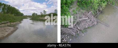 . Aquatische Erhebungen und Beurteilung der Slim Buttes Region Harding und Butte CO, SD. Wirbellosen Wassertieren; wirbellosen Wassertieren; Stream Stream Ökologie; Ökologie; Ökologie; Watershed Watershed Ökologie. Abbildung 10. Die Little Missouri River in der Nähe von Albion, Mt.. Abbildung 11. Little Missouri River (AES B005) Medium Abbildung 12. Little Missouri River (AES B005) cobble/Prairie Fluss Lebensraum in der Nähe von Albion, MT. woody Ablagerungen in der Nähe von Albion, MT. Lage: von Stateline Rd. An der Brücke, ca. 6 km nordöstlich von Albion, MT abgerufen. Weiter stromaufwärts -100 m bis zur ersten riffle/Pool bezeichnet eine Stockfoto