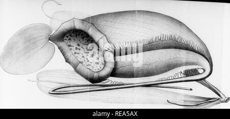 . Beiträge der botanischen Labor, Band 3. Botanik; Botanik. . Bitte beachten Sie, dass diese Bilder sind von der gescannten Seite Bilder, die digital für die Lesbarkeit verbessert haben mögen - Färbung und Aussehen dieser Abbildungen können nicht perfekt dem Original ähneln. extrahiert. Universität von Pennsylvania. Botanisches Labor. Philadelphia: Universität von Pennsylvania drücken Sie Stockfoto