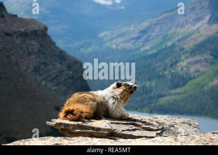 Eine graue Murmeltier (Marmota caligata) ruht auf einem Felsvorsprung im Glacier National Park, Montana. Stockfoto