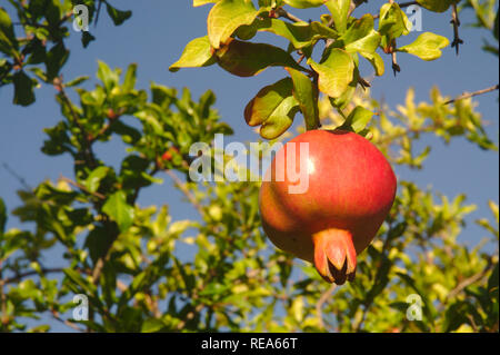 Grosse schöne reifer Granatapfel Obst Hängen an einem Baum im Herbst Garten. Ernte Konzept. Tief blauen Himmel. Stockfoto