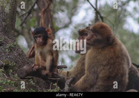 Eine Familie von Barbary Macaques auf dem Felsen von Gibraltar Stockfoto