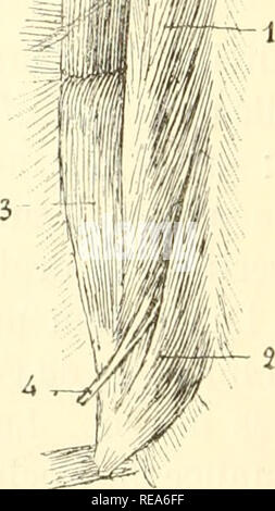 . Beitrag à la myologie des rongeure. Nagetiere; Anatomie, Vergleichende; die Muskeln. 4 "fi bin. Abb. LXXIX. - Muskeln psoas - iliaque et Carré des lombes du Cobaye. 1, Psoas externe; ich Sohn faisceau transversaire; 2, Psoas interne; 3, Ilia - que; 4, Nerf cruraldrüsen; 5, Nerfs lombaires; 6, Muskeln spinaux postérieurs, 7, quer de l'Abdomen; 8, 8 Carré des Diaphragme lombes; 9; 10; 11 Intercostaux, Lange de Garde. Bitte beachten Sie, dass diese Bilder extrahiert werden aus der gescannten Seite Bilder, die digital für die Lesbarkeit verbessert haben mögen - Färbung und Aussehen dieser Abbildungen können keine Stockfoto