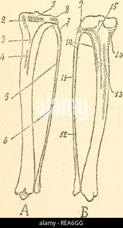 . Beitrag à la myologie des rongeure. Nagetiere; Anatomie, Vergleichende; die Muskeln. Abb. LXVIII. - Tibia et péroné droits du Ratte: einfügungen musculaire?. Grandeur naturelle. A. Gesicht antérieure; B. Gesicht postérieure. - 11, Demi-membraneux; 21, 22; Poplilé Fléchisseur Schienbeinkopf et Schienbeinkopf postérieur; 23, Fléchisseur Péroniers péronier; 28; 29; 42 Soléaire, Droit interne; 47, Bizeps; 51, Demi-tendineux; 52 Schienbein antérieur; 53, Ligament rotulien; 54, Faisceau Schienbeinkopf du Grand adducteur; 55, Extenseur propre du Gros orteil.. Abb. LXIX. - Tibia et péroné (/anches de l'Ecureuil: insertio Stockfoto