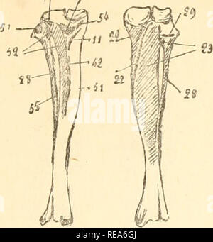 . Beitrag à la myologie des rongeure. Nagetiere; Anatomie, Vergleichende; die Muskeln. 209 Al, 5'. Abb. LXVIII. - Tibia et péroné droits du Ratte: einfügungen musculaire?. Grandeur naturelle. A. Gesicht antérieure; B. Gesicht postérieure. - 11, Demi-membraneux; 21, 22; Poplilé Fléchisseur Schienbeinkopf et Schienbeinkopf postérieur; 23, Fléchisseur Péroniers péronier; 28; 29; 42 Soléaire, Droit interne; 47, Bizeps; 51, Demi-tendineux; 52 Schienbein antérieur; 53, Ligament rotulien; 54, Faisceau Schienbeinkopf du Grand adducteur; 55, Extenseur propre du Gros orteil.. Bitte beachten Sie, dass diese Bilder aus s extrahiert werden Stockfoto