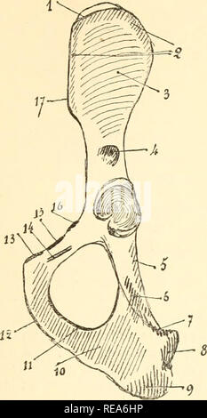 . Beitrag à la myologie des rongeure. Nagetiere; Anatomie, Vergleichende; die Muskeln. 193 -. Abb. LVIII. - Os iliaque gauche du Lièvre: einfügungen musculaires. Grandeur naturelle. 1, Grand fessier; 2, Moyen fessier; 3, Scansorius et petit fessier; 4, Droit antérieur; 5 Jumeaux pelviens; 6, Carré cruraldrüsen; 7, Bizeps; 8, Demi-tendineux; 9, symphysis - condylien et demi-Membra - Neux; 10, Grand, Obturateur adducteur; 11 externe; 12, Droit interne; 13, Moyen adducteur; 14, Obturateur intermédiaire; 15, von Pectine; 16, Petit psoas; 17, Iliaque. 13. Bitte beachten Sie, dass diese Bilder vom Sc extrahiert werden Stockfoto