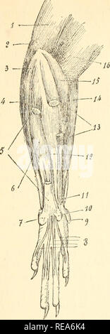 . Beitrag à la myologie des rongeure. Nagetiere; Anatomie, Vergleichende; die Muskeln. 151 -. Abb. XLVII. - Amnt-bh^ gaurhe de l'Ecureuil: Muskeln cpitrochleens. Grandeur naturelle: 1, Longue Teil du Trizeps; 2, Epitrochleo - olécrânien; 3, Faisceau du cubital épitrochléen antérieur; 4, Cubital antérieur; 5, Petit palmaire; 6, Fléchisseur perforé; 7, Knorpel cubital; 8 Sehnen du fléchisseur perforé; 9, Rudiment Le Pouce; '10, Knorpel radial; 11, Sehne de l'extenseur Le Pouce; 12, Premier faisceau épi - trochléen radial du fléchisseur perforé; 13, Grand palmaire; 14, Lange supina Stockfoto