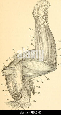 . Beitrag à la myologie des rongeure. Nagetiere; Anatomie, Vergleichende; die Muskeln. 129 Arctomys marmotta (1). "Le delto - clamculaire est divisÃ © en Deux couclies, Comme Chez Sciurus, la couche. Bitte beachten Sie, dass diese Bilder sind von der gescannten Seite Bilder, die digital für die Lesbarkeit verbessert haben mögen - Färbung und Aussehen dieser Abbildungen können nicht perfekt dem Original ähneln. extrahiert. Alezais, Henri. Alcan Paris: F. Stockfoto