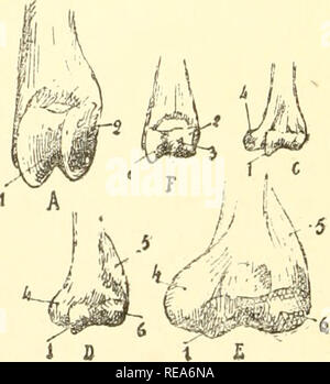 . Beitrag à la myologie des rongeure. Nagetiere; Anatomie, Vergleichende; die Muskeln. Abb., XXVIII. - Radius et cubitus droits de la Marmotte; Einfügungen musculaires. Grandeur naturelle. A, Gesicht interne ou de Flexion; B, Gesicht externe ou d'extension. 1, Vaste interne; 2, Longue Teil du Trizeps; 3, Cubital antérieur; 4, Brachial antérieur; 5, Delto - clavicuiaire superficiel; G, Faisceau cubital Profond du fléchisseur perforant; ?, Carré pronateur; 8, Lange supiuateur; 9, Rond pronateur; 10, Faisceau radial Profond du fléchisseur perforant; 11, Bizeps brachialis; 12, Hof supinateur; 13, Va Stockfoto