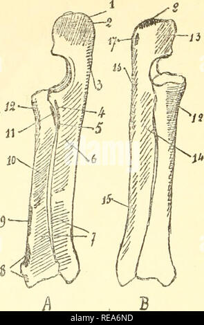 . Beitrag à la myologie des rongeure. Nagetiere; Anatomie, Vergleichende; die Muskeln. 72. Abb., XXVIII. - Radius et cubitus droits de la Marmotte; Einfügungen musculaires. Grandeur naturelle. A, Gesicht interne ou de Flexion; B, Gesicht externe ou d'extension. 1, Vaste interne; 2, Longue Teil du Trizeps; 3, Cubital antérieur; 4, Brachial antérieur; 5, Delto - clavicuiaire superficiel; G, Faisceau cubital Profond du fléchisseur perforant; ?, Carré pronateur; 8, Lange supiuateur; 9, Rond pronateur; 10, Faisceau radial Profond du fléchisseur perforant; 11, Bizeps brachialis; 12, Hof supinateur; 13. Stockfoto