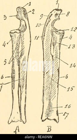 . Beitrag à la myologie des rongeure. Nagetiere; Anatomie, Vergleichende; die Muskeln. Abb. XXIII. - Cubitus et Radius gauc/n du Ratte: einfügungen niuscu - Icdres. Grandeur naturelle. A, Gesicht externe ou d'extension; B, Gesicht interne ou de Flexion. - 14 - Cubital antérieur, 15, Cubital postérieur 19, Bizeps 20, Vaste externe; 21, Longue]) ortion du Trizeps; 33,- EpiLrocbléo olécranien, 36, Extenseur Le Pouce; 39, Rond pronateur; 41, Bracliial antérieur; 42, radial Faisceau du fléchisseur perforant; 46, Faisceau du cubital fléchisseur perforant; 51, Vaste interne; 52, Hof supinateur; Stockfoto