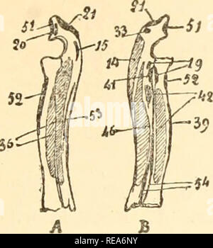 . Beitrag à la myologie des rongeure. Nagetiere; Anatomie, Vergleichende; die Muskeln. 69. Abb. XXIII. - Cubitus et Radius gauc/n du Ratte: einfügungen niuscu - Icdres. Grandeur naturelle. A, Gesicht externe ou d'extension; B, Gesicht interne ou de Flexion. - 14 - Cubital antérieur, 15, Cubital postérieur 19, Bizeps 20, Vaste externe; 21, Longue]) ortion du Trizeps; 33,- EpiLrocbléo olécranien, 36, Extenseur Le Pouce; 39, Rond pronateur; 41, Bracliial antérieur; 42, radial Faisceau du fléchisseur perforant; 46, Faisceau du cubital fléchisseur perforant; 51, Vaste interne; 52, Hof supinateu Stockfoto